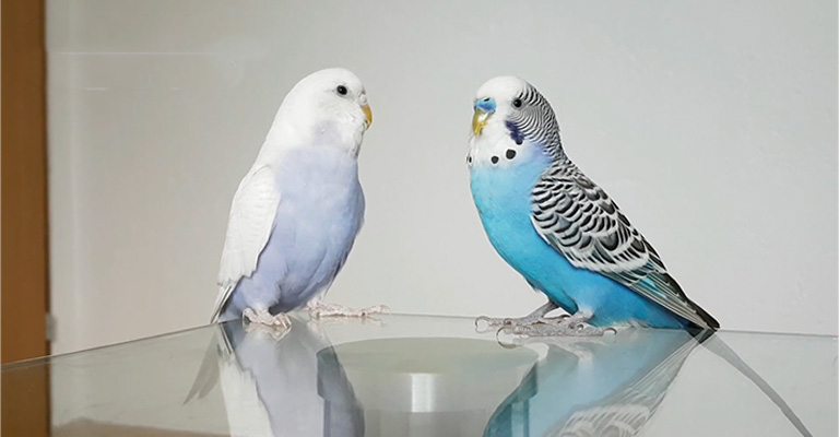 Why Is My Female Budgie Not Allowing Male To Mate-Reasons And Solution