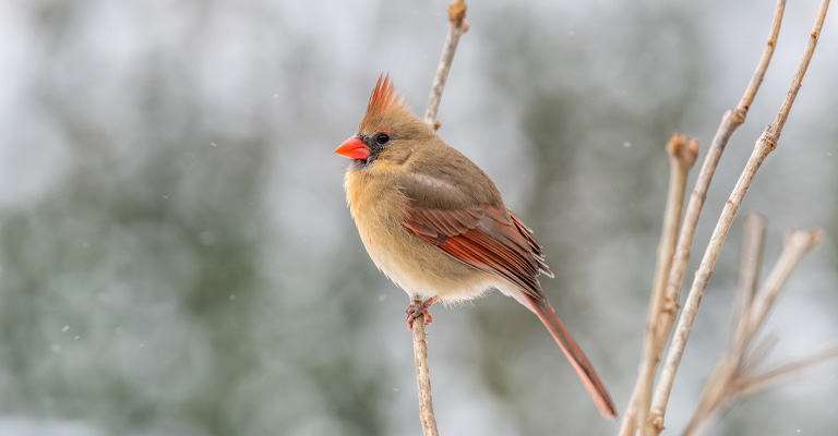 Why Is There Such a Singular Place for Bird Watching