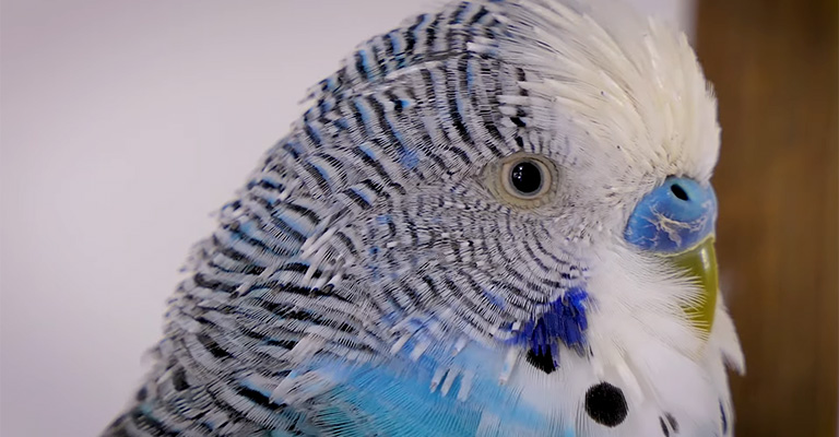 Mystery Unraveled: Why My Budgie Lose All His Stripes from His Head?