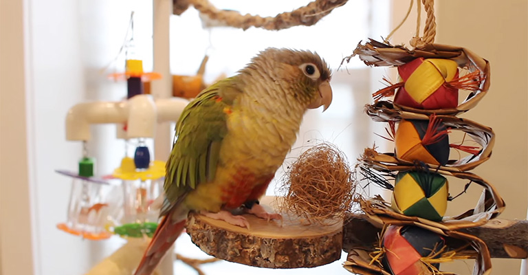 Why Should You Buy Some Toys for Your Conure