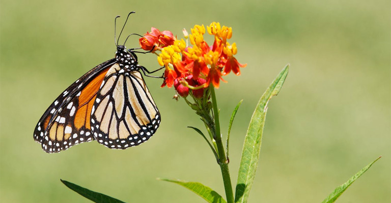 Why Some Birds Don’t Eat Butterflies