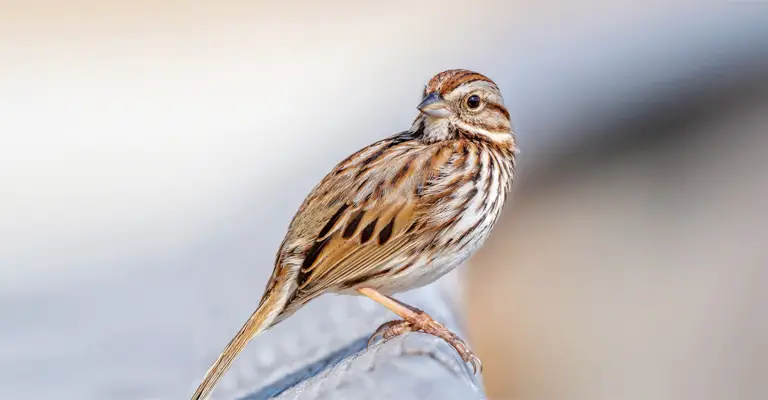 Why Were House Sparrows Originally Brought to the United States