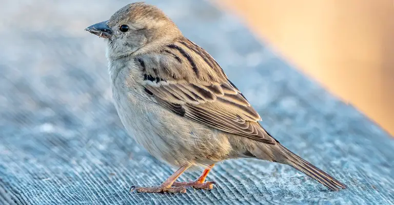 Why Were House Sparrows Originally Brought to the United States