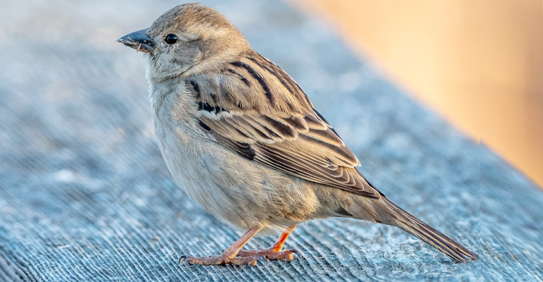 Why Were House Sparrows Originally Brought to the United States