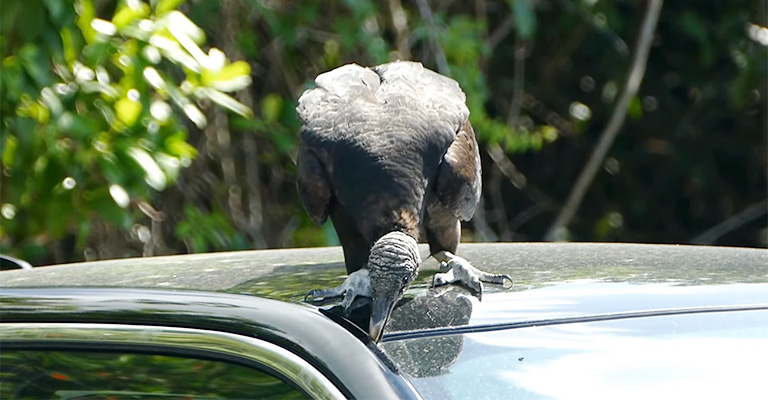 Why Are Vultures Attracted to Rubber on Vehicles