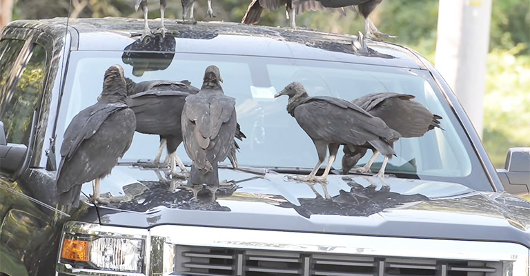 Why Are Vultures Attracted to Rubber on Vehicles