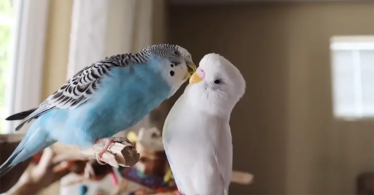 Understanding Why Do My Parakeets Only Nip at Each