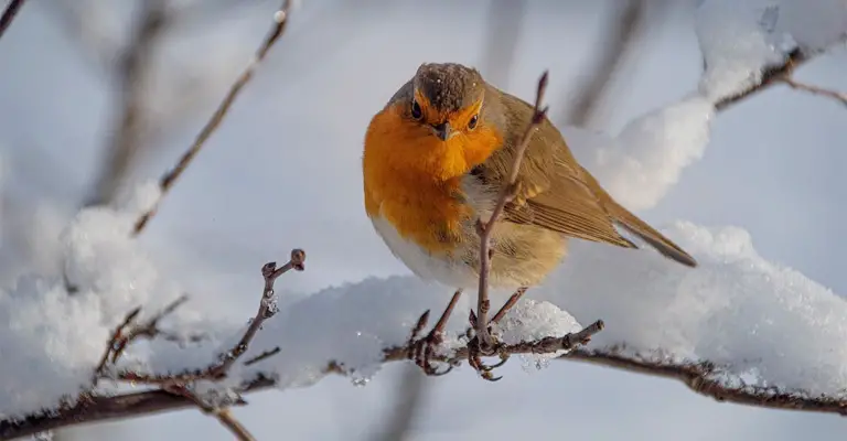 Why is the European Robin Associated with Winter