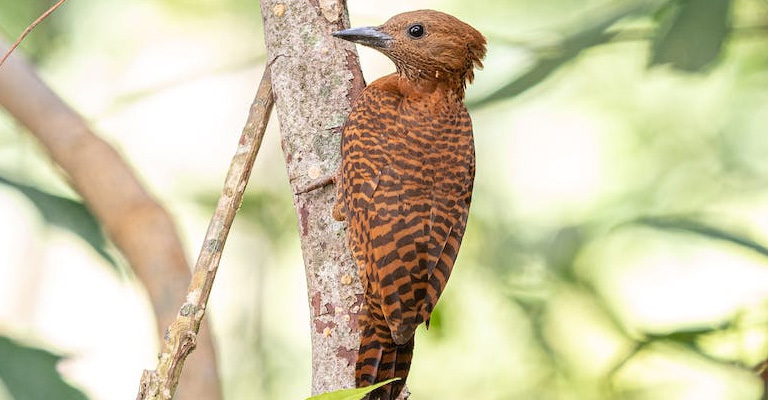 Woodpeckers