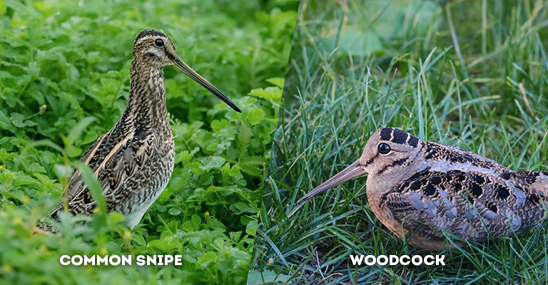 common snipe vs woodcock