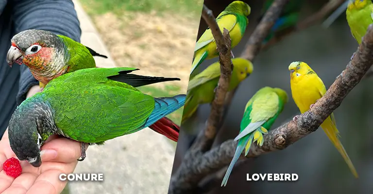 conure vs lovebird