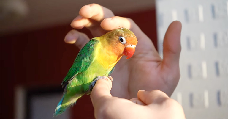 Importance of Social Interaction to Make Lovebirds Communicate with Human