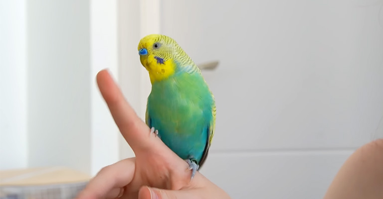 how to play with your bird