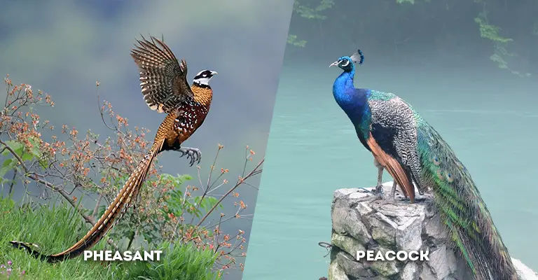 pheasant vs peacock