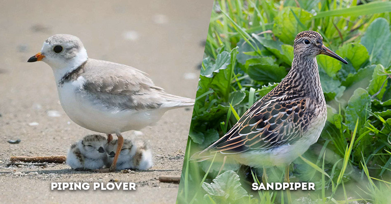 piping plover vs sandpiper