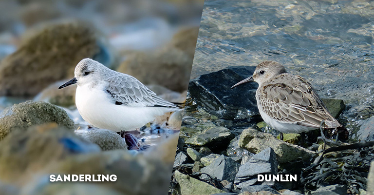 sanderling vs dunlin
