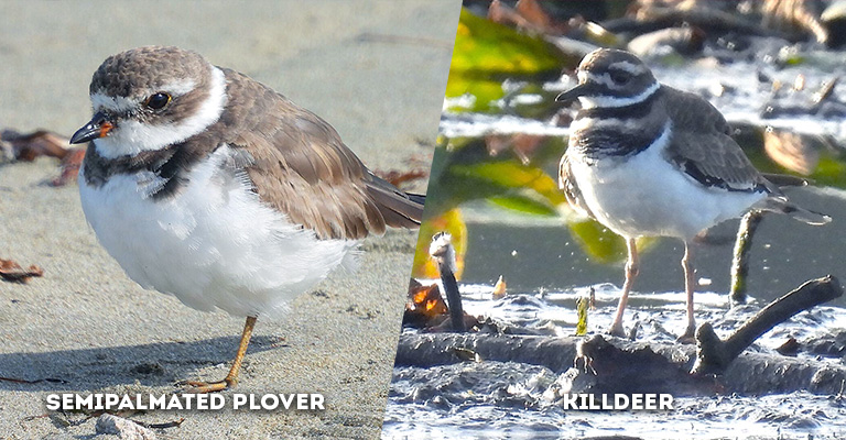 semipalmated plover vs killdeer