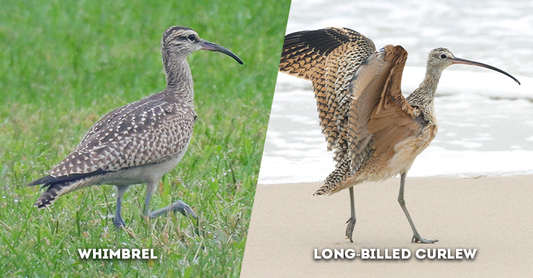 whimbrel vs long-billed curlew