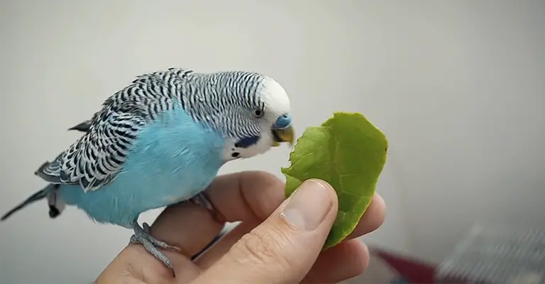 why won't my budgie eat vegetables