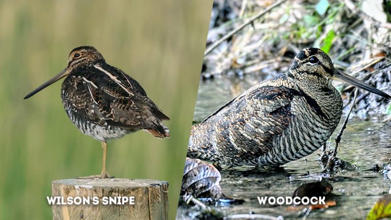 Behavioral Distinctions: Unique Traits of Wilson's Snipe and Woodcock ...