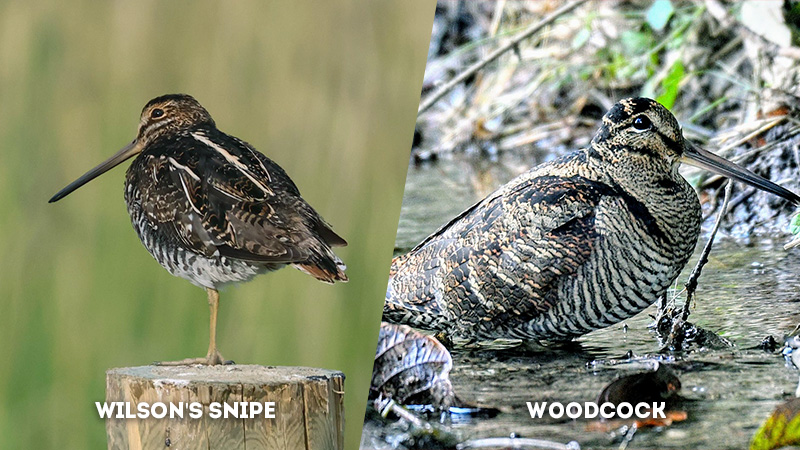 wilson's snipe vs woodcock