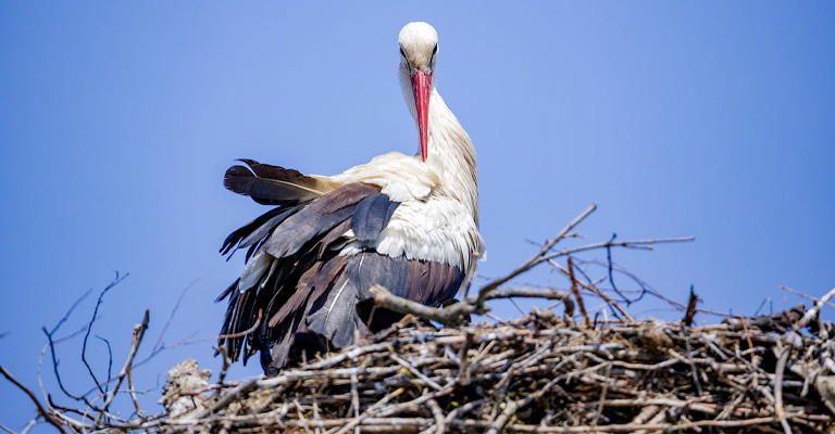 A Table for How Long Is A Bird Pregnant Before Laying Eggs