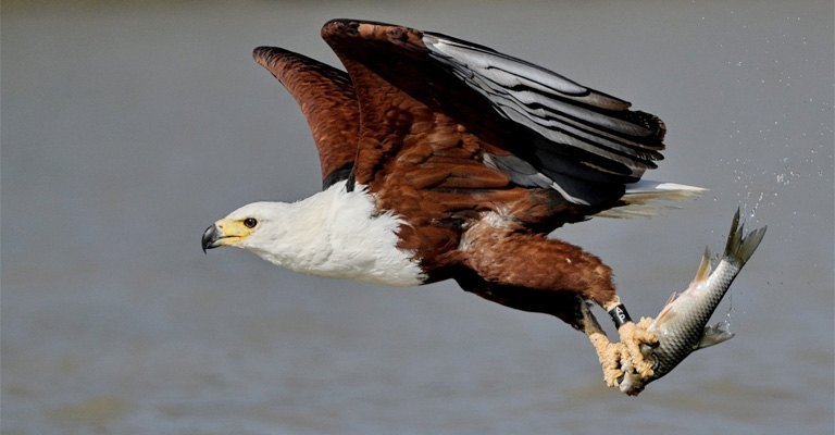 African Fish Eagle