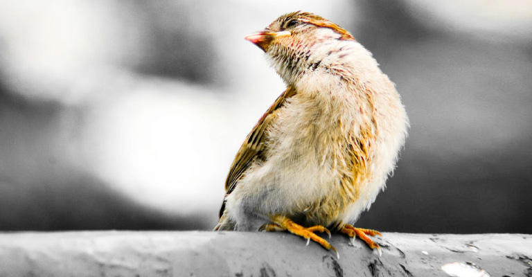 Alternate Treats for Birds