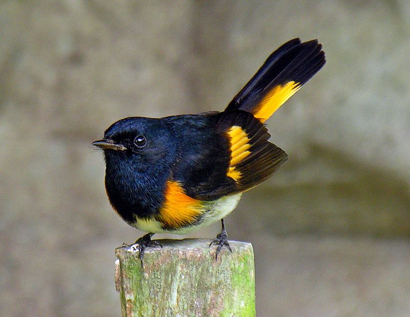 American redstart