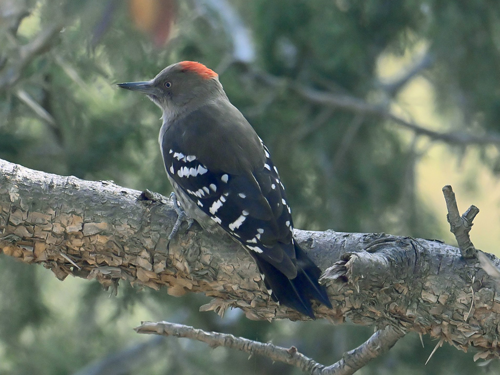 Arabian Woodpecker