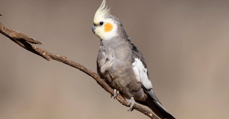 Are Cockatiels Tropical Birds