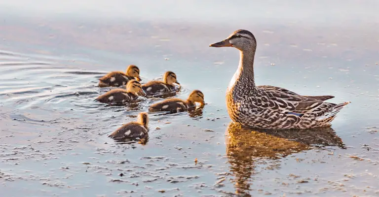 Are Ducks Protective of Their Babies