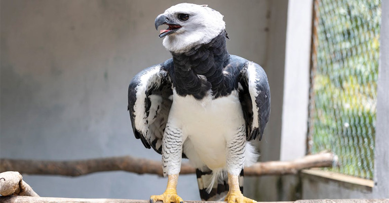 Are Harpy Eagles Dangerous to Humans