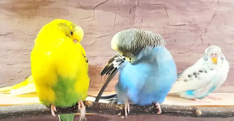 Are Parakeets Tropical Birds