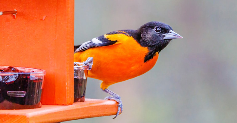 How to Attract Orioles to Your Yard