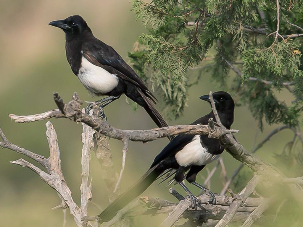 Asir Magpie