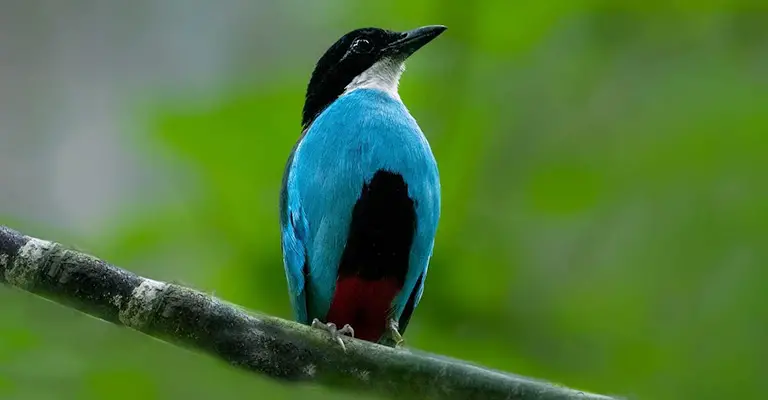 Azure-Breasted Pitta