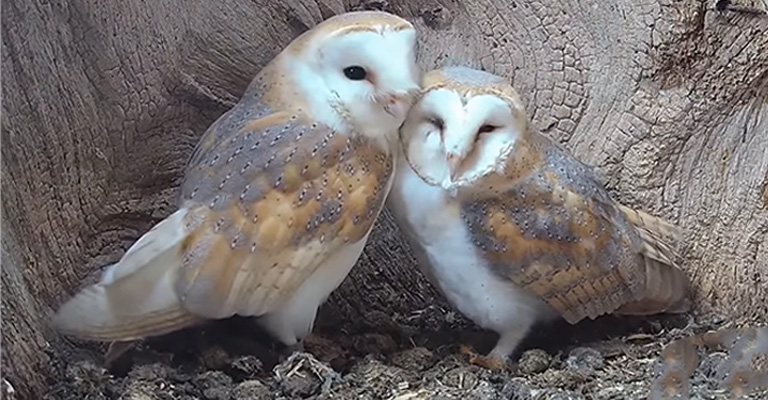 Do owls stay together after mating