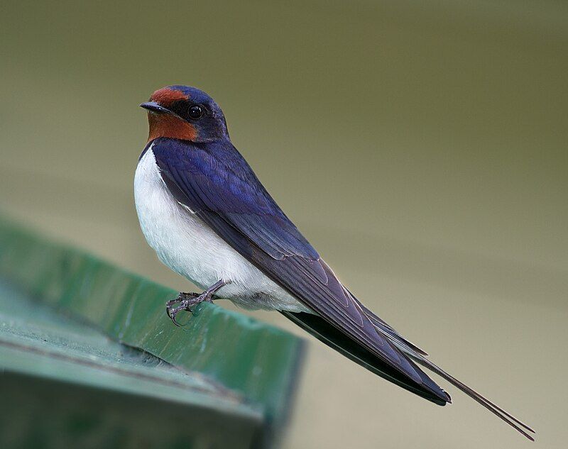 Barn Swallow