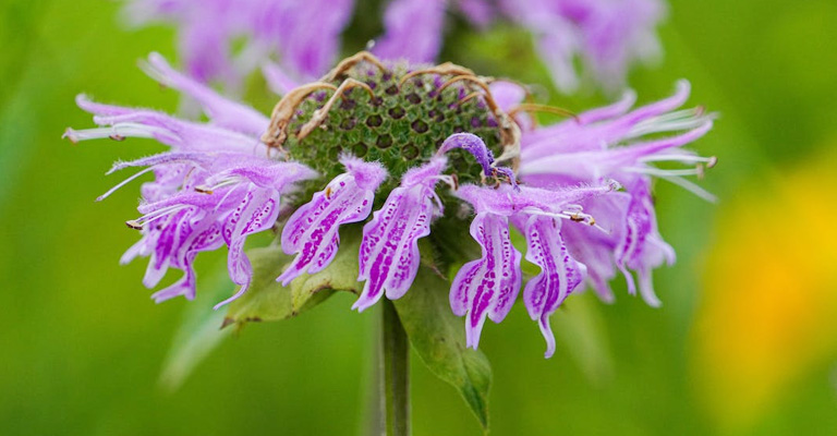 Bee Balm