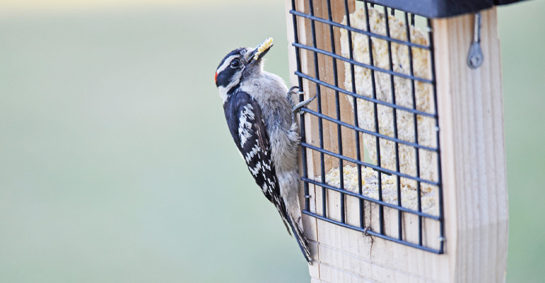 Birds Can’t Find Suet