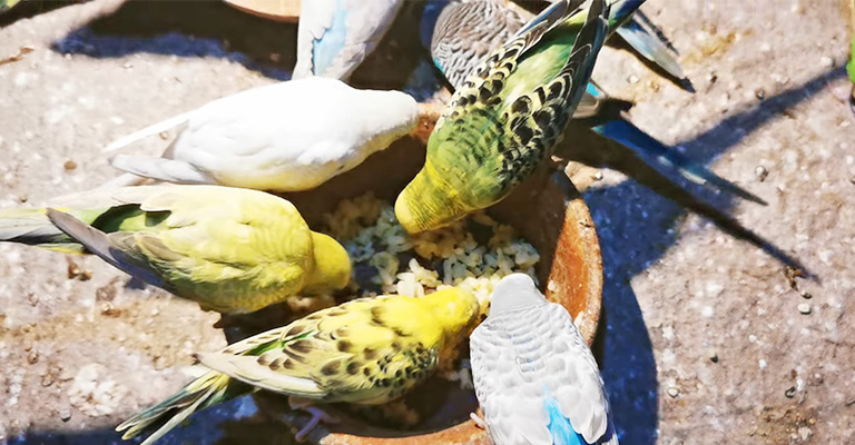 Birds Who Naturally Eat Rice 