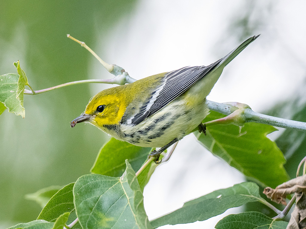 Black-Throated Green Warbler