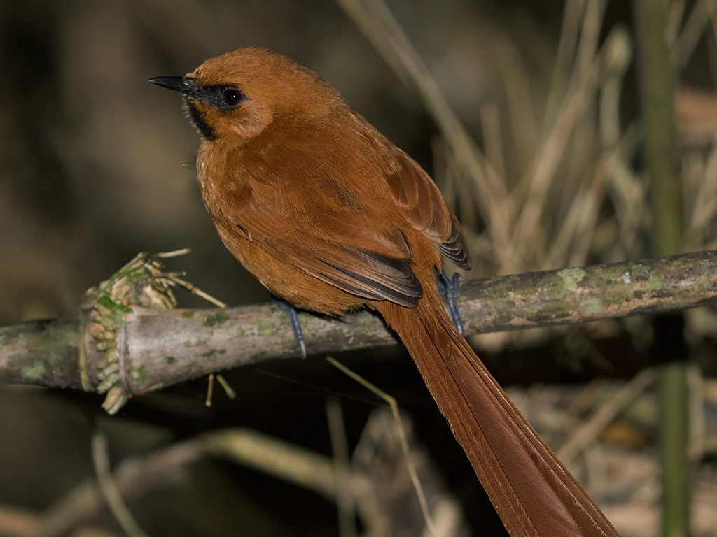 Black-Throated Spinetail