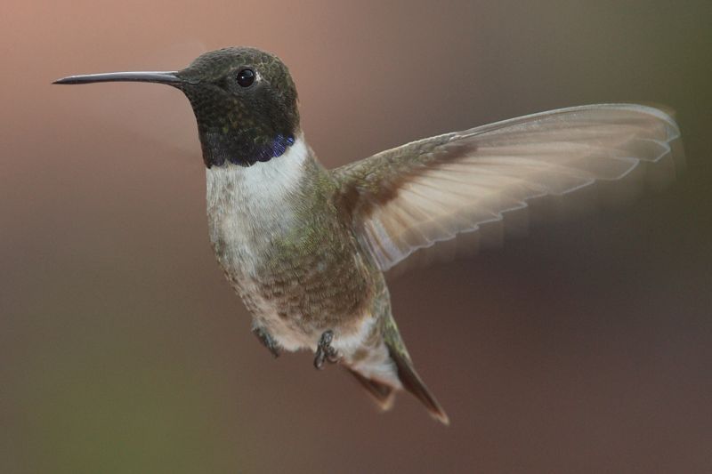 Black-chinned_hummingbird__10