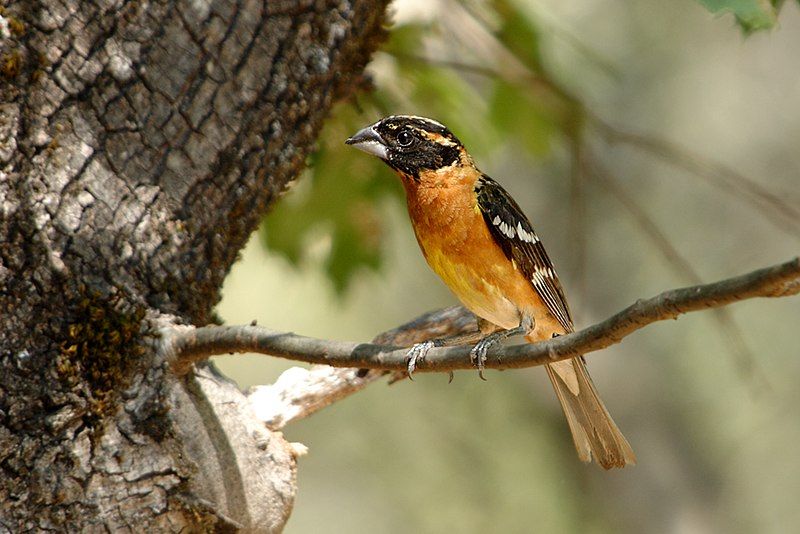 Black-headed grosbeak