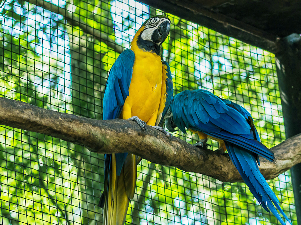 Blue-And-Yellow Macaw