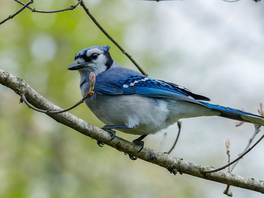 Blue Jay