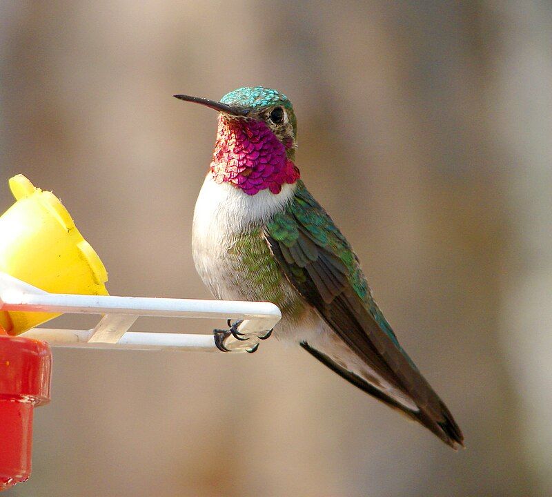 Broad-tailed_hummingbird__11