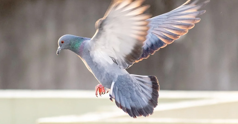 Broken Leg, Unbroken Spirit: Can A Pigeon Fly With A Broken Leg?